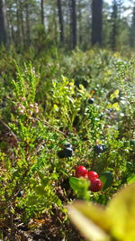 Close-up of berries on tree