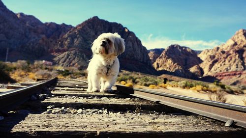 Dog sitting on railroad track