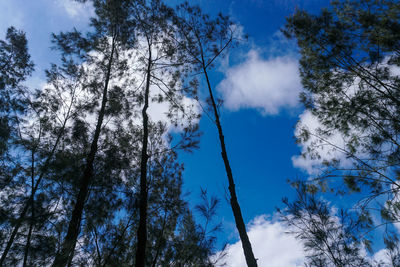 Low angle view of trees against sky