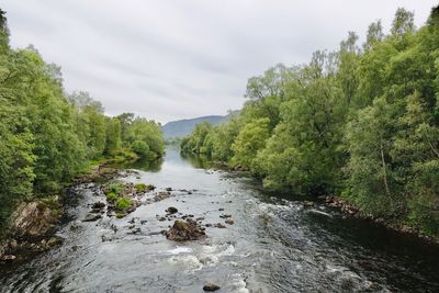 Scenic view of river stream amidst trees