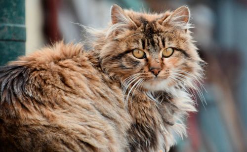 Close-up portrait of a cat