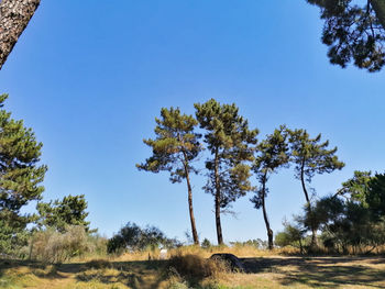 Low angle view of trees on field against clear blue sky
