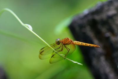 Close-up of insect