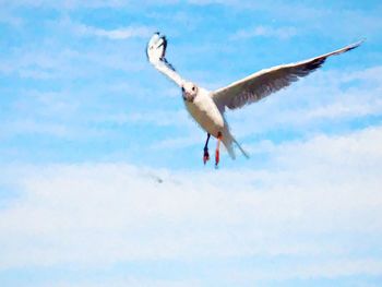 Low angle view of seagull flying in sky