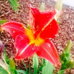 Close-up of red flower