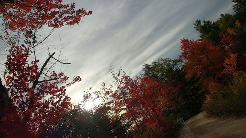 Low angle view of trees against sky