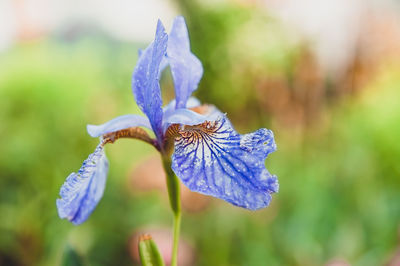 Flower and stalk of garden iris. blooming of ornamental and medicinal herbs in russia