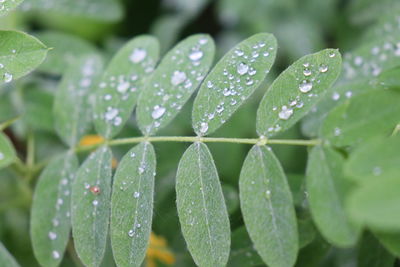 Close-up of wet plant leaves during rainy season