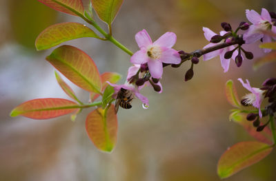 Close-up of purple flowers