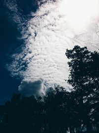 Low angle view of trees in forest