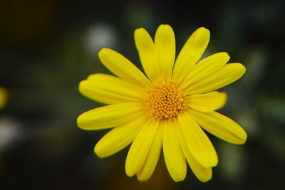 Close-up of yellow flower blooming outdoors