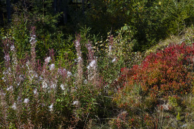 Flowering plants and trees on field in forest