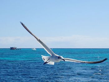 Seagull flying over sea against sky