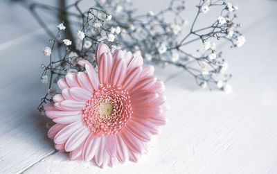 Close-up of pink flower on table