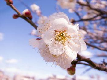 Close-up of cherry blossom