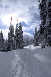 Snow covered land and trees against sky