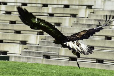 Close-up of bird flying