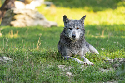 Portrait of a dog on field