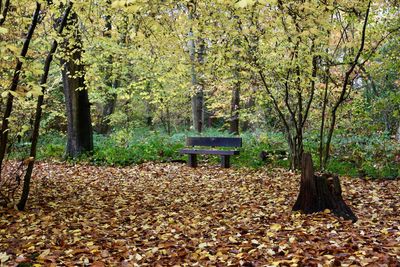 Park bench by trees in forest during autumn