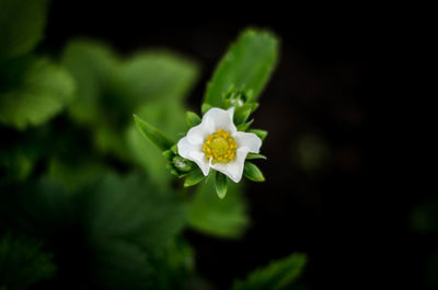 Close-up of white flowering plant