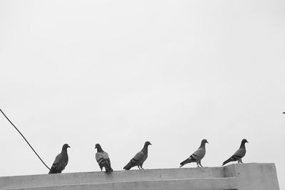Low angle view of seagulls perching on the wall