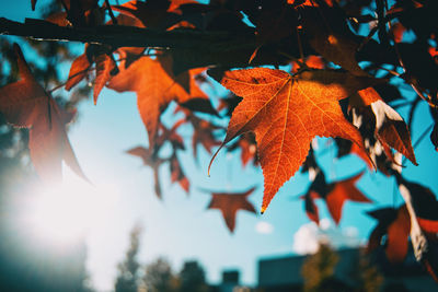 Low angle view of maple leaves on tree