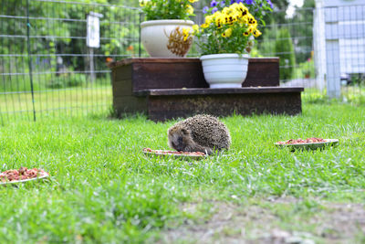 View of hedgehog eating in the yard