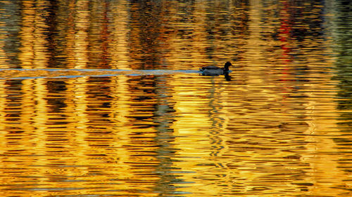 Duck swimming in lake