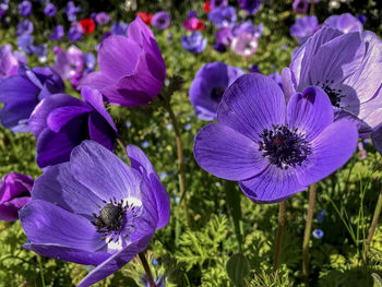 Close-up of purple flowering plant in field