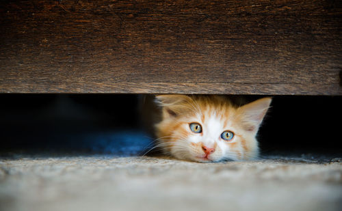 Portrait of cat at home