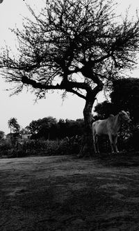 Horse standing on landscape against sky