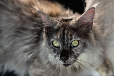 Close-up portrait of a cat