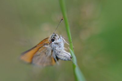 Close-up of butterfly on flower