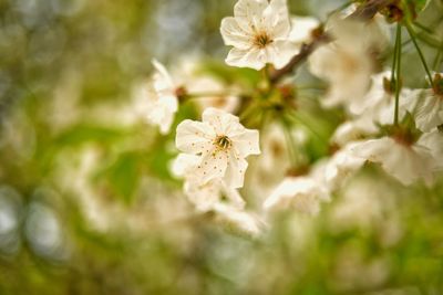 Close-up of white cherry blossoms