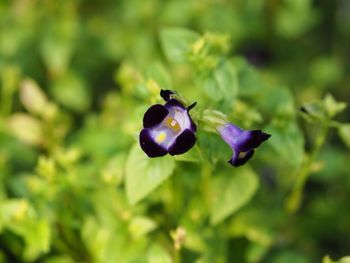 Close-up of honey bee on purple flower