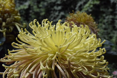 Close-up of yellow flowering plant