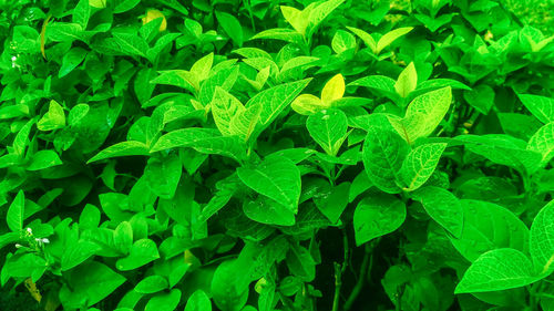 Full frame shot of green leaves