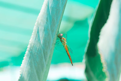 Close-up of insect on leaf