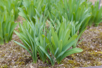 Close-up of fresh green plant in field
