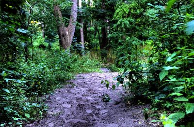 Footpath in forest