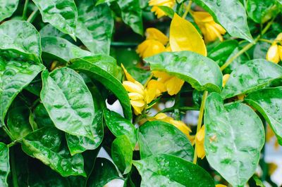 Close-up of wet yellow leaves on plant