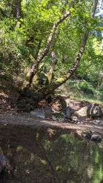 Trees in forest