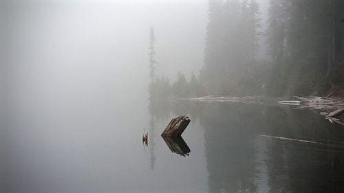 Birds in lake against sky during foggy weather