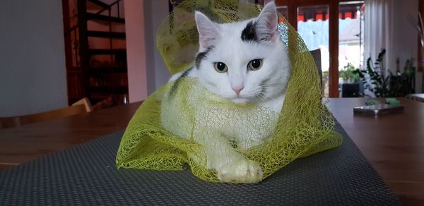 Portrait of a cat sitting at home