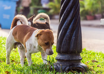 Dog standing in grass