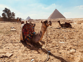 Camel standing on field