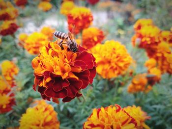 Close-up of bee pollinating on marigold