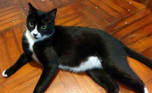 Close-up portrait of black cat sitting on hardwood floor