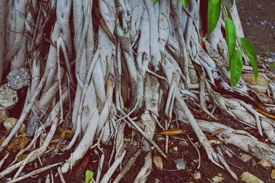 Close-up of tree roots