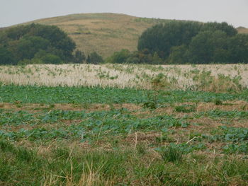 Scenic view of agricultural field